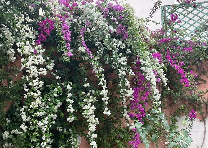 Windmill ホステル